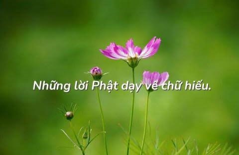 lời phật dạy về hiếu thảo